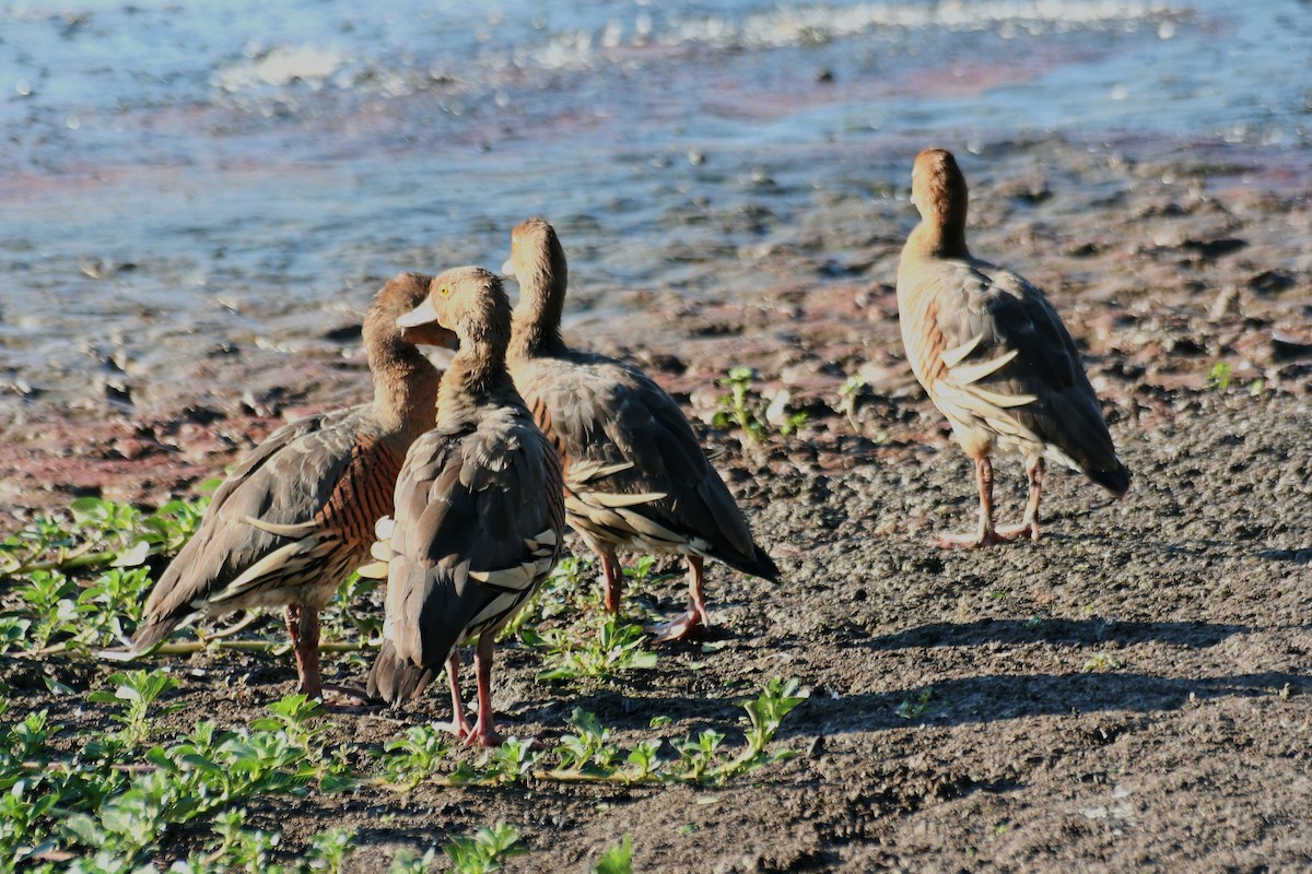 Plumed Whistling-Duck - ML638060846