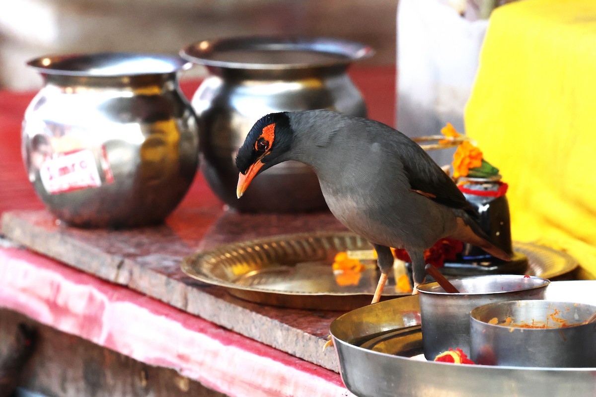 Bank Myna - ML638060857