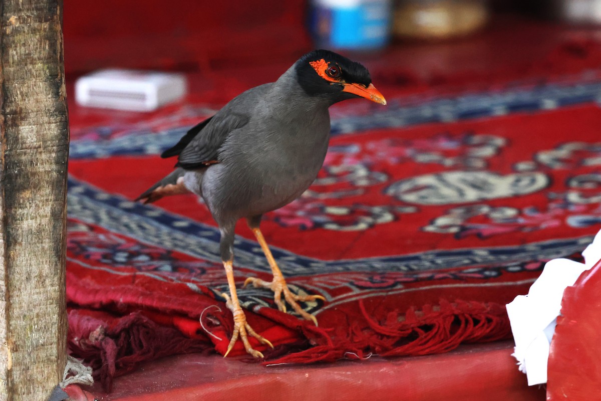 Bank Myna - ML638060858