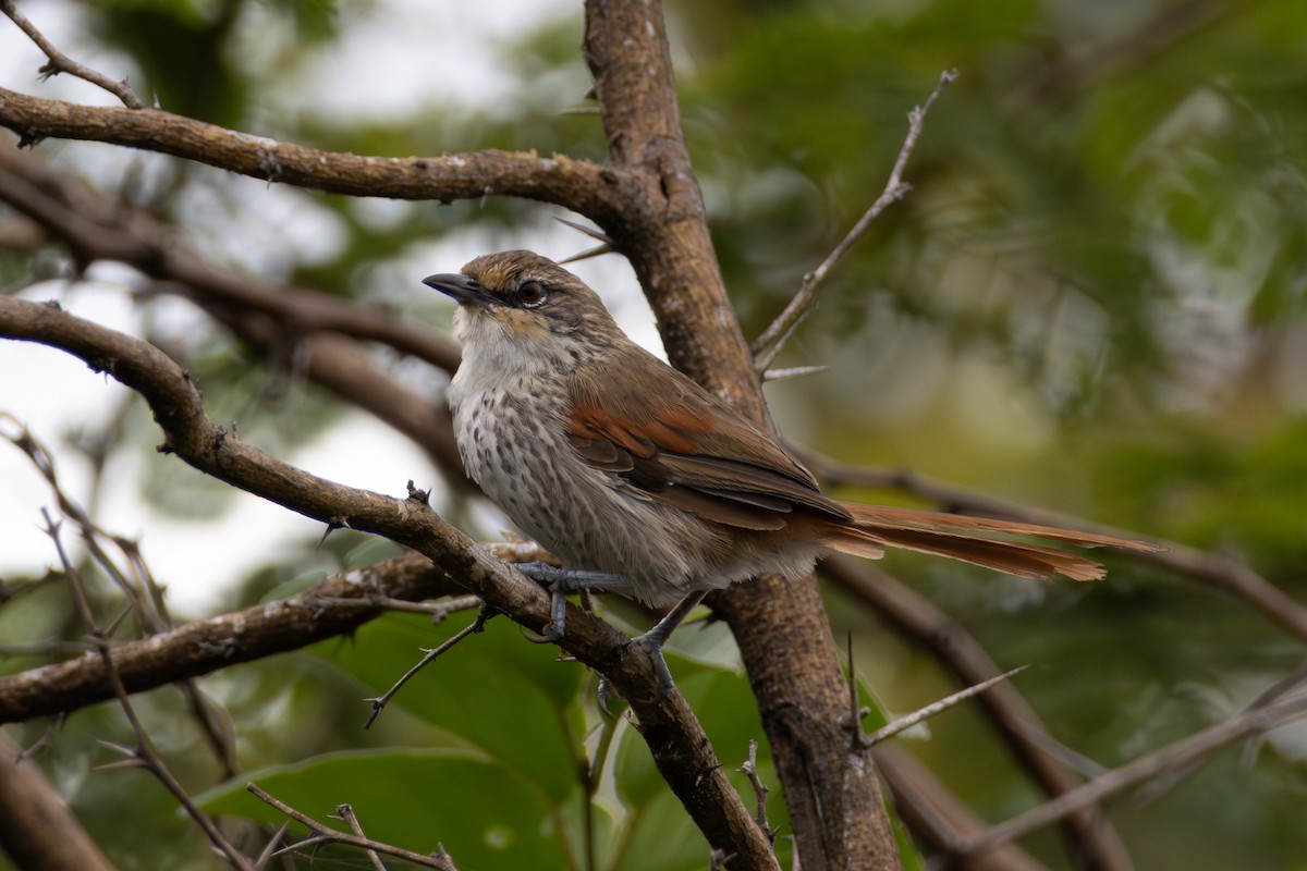 Chinchipe Spinetail - ML638060902