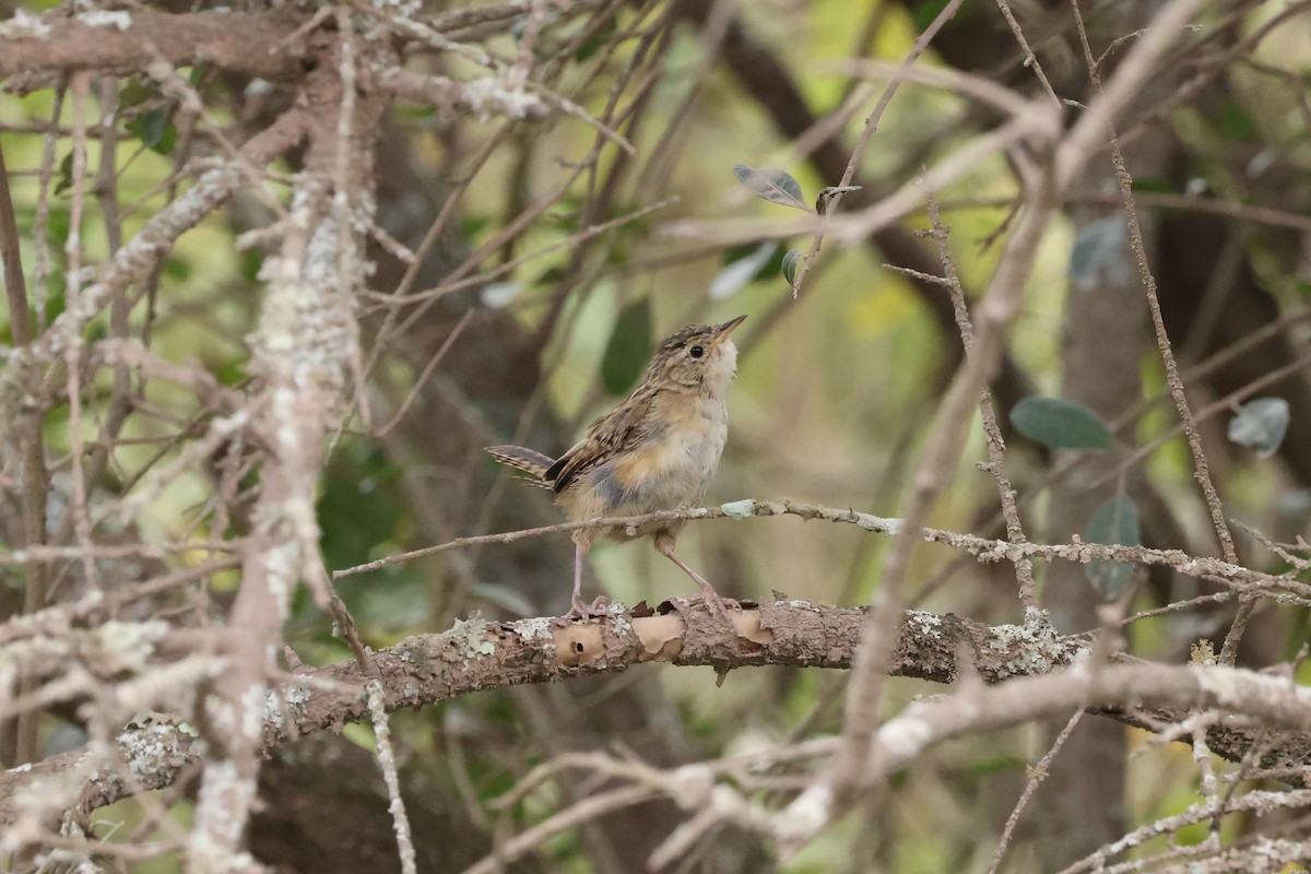 Grass Wren - ML638060910