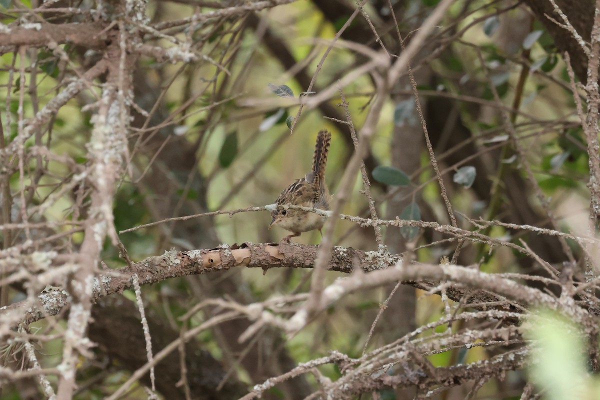 Grass Wren - ML638060911
