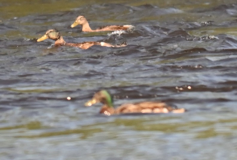 Mallard x American Black Duck (hybrid) - ML638060930