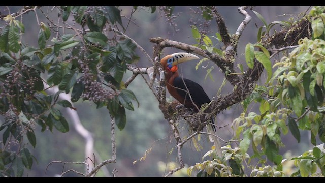 Rufous-necked Hornbill - ML638060938