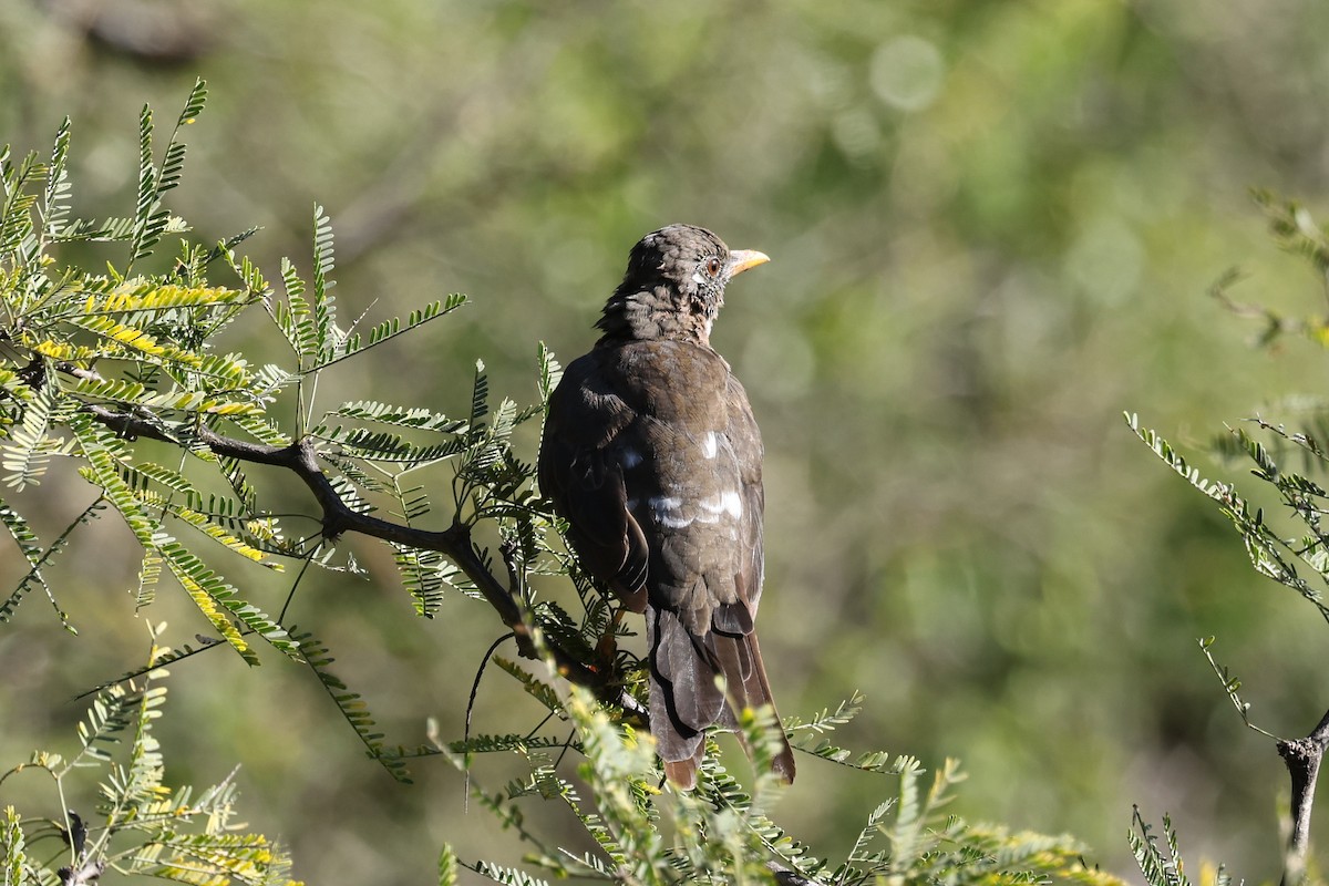 Chiguanco Thrush - ML638060941