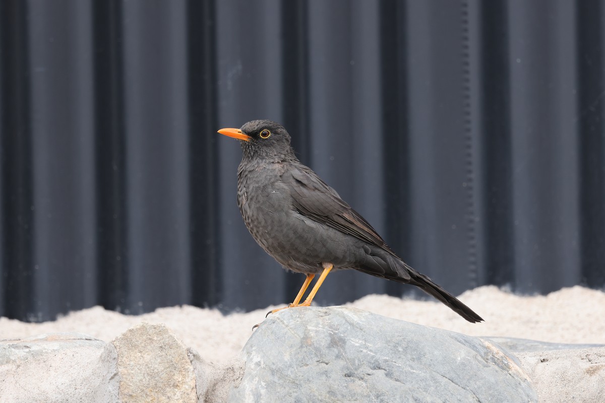 Chiguanco Thrush - ML638060943