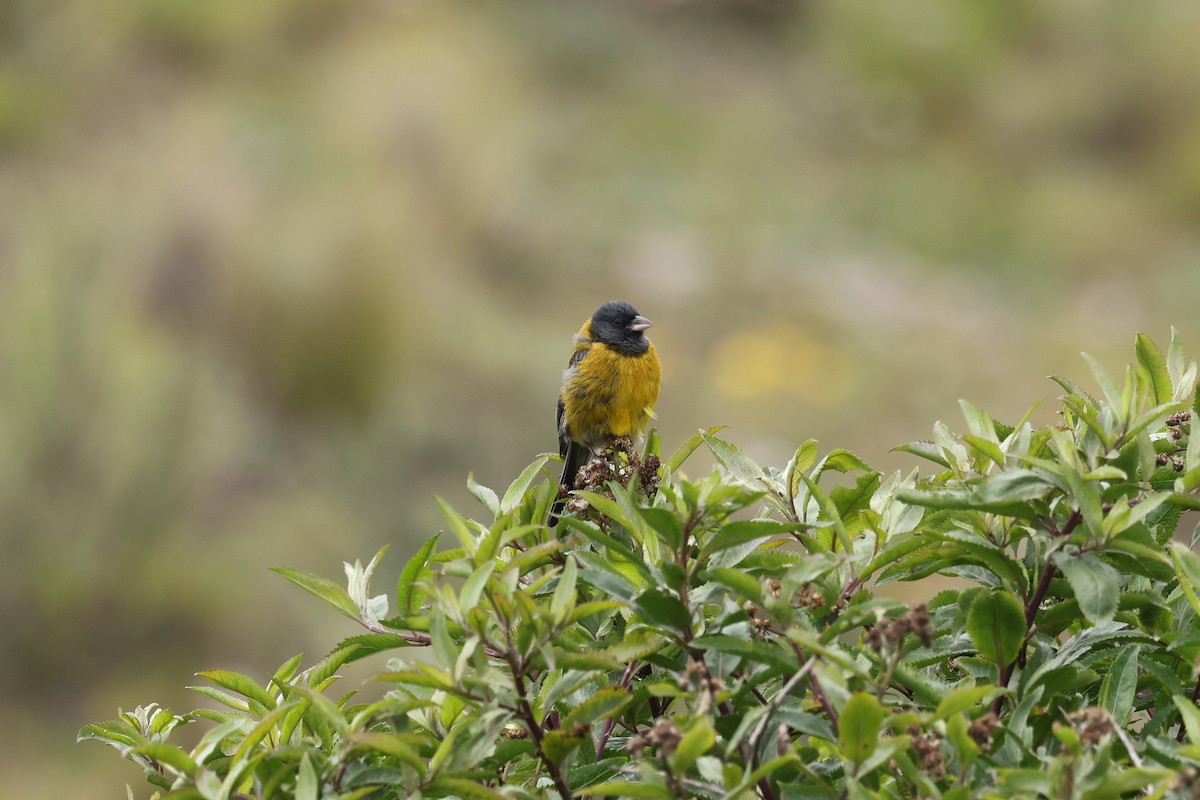 Gray-hooded Sierra Finch - ML638060977