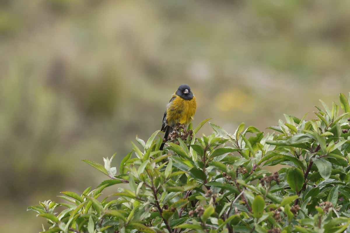 Gray-hooded Sierra Finch - ML638060978