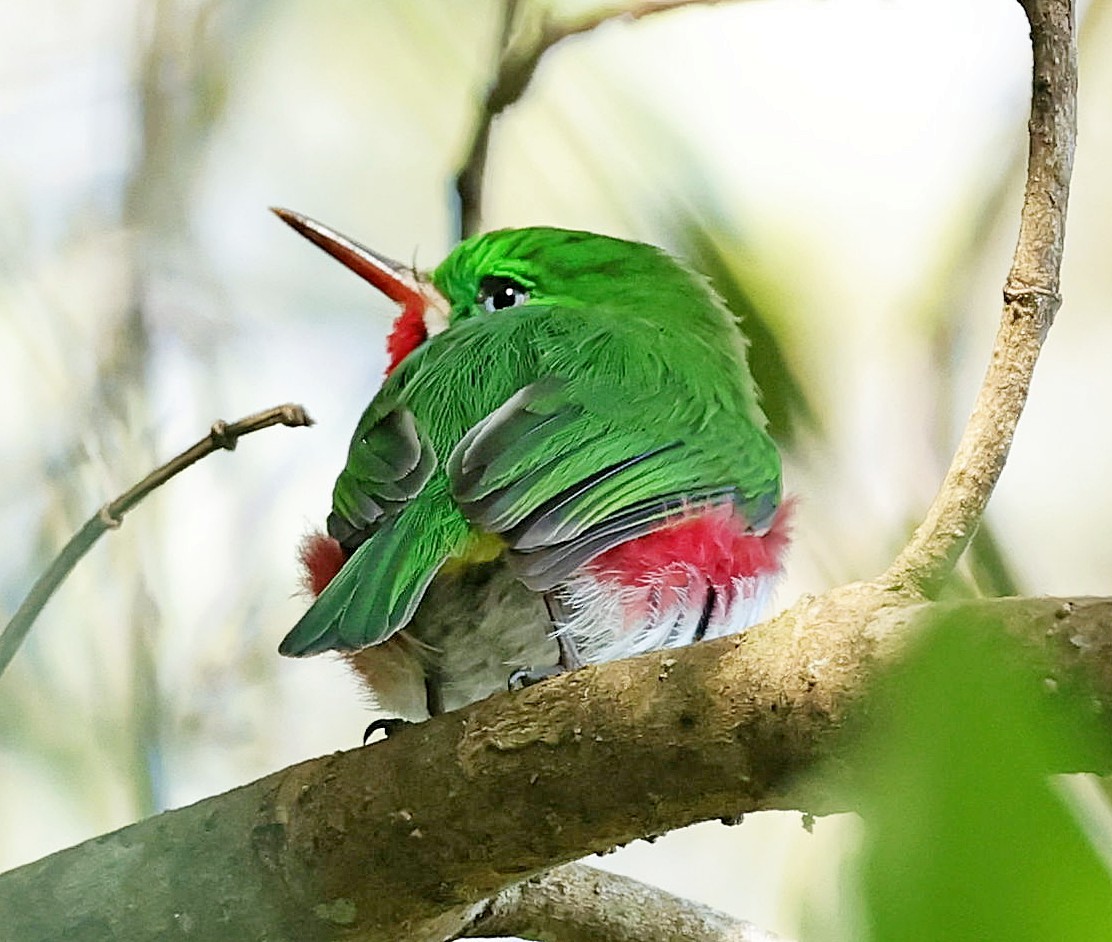 Broad-billed Tody - ML638061031