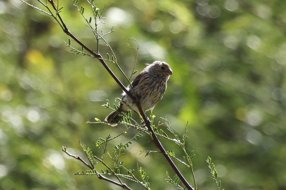 Band-tailed Seedeater - ML638061032