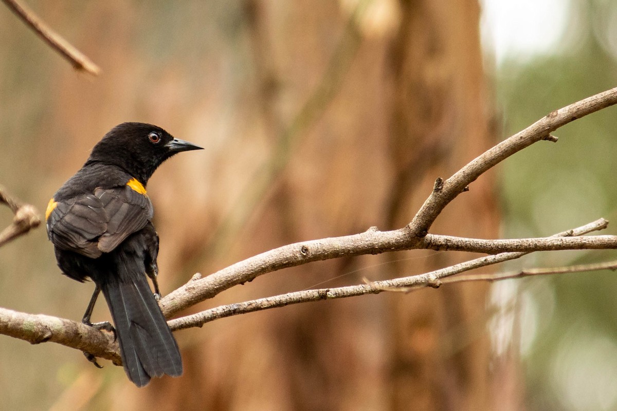 Variable Oriole - ML638061043