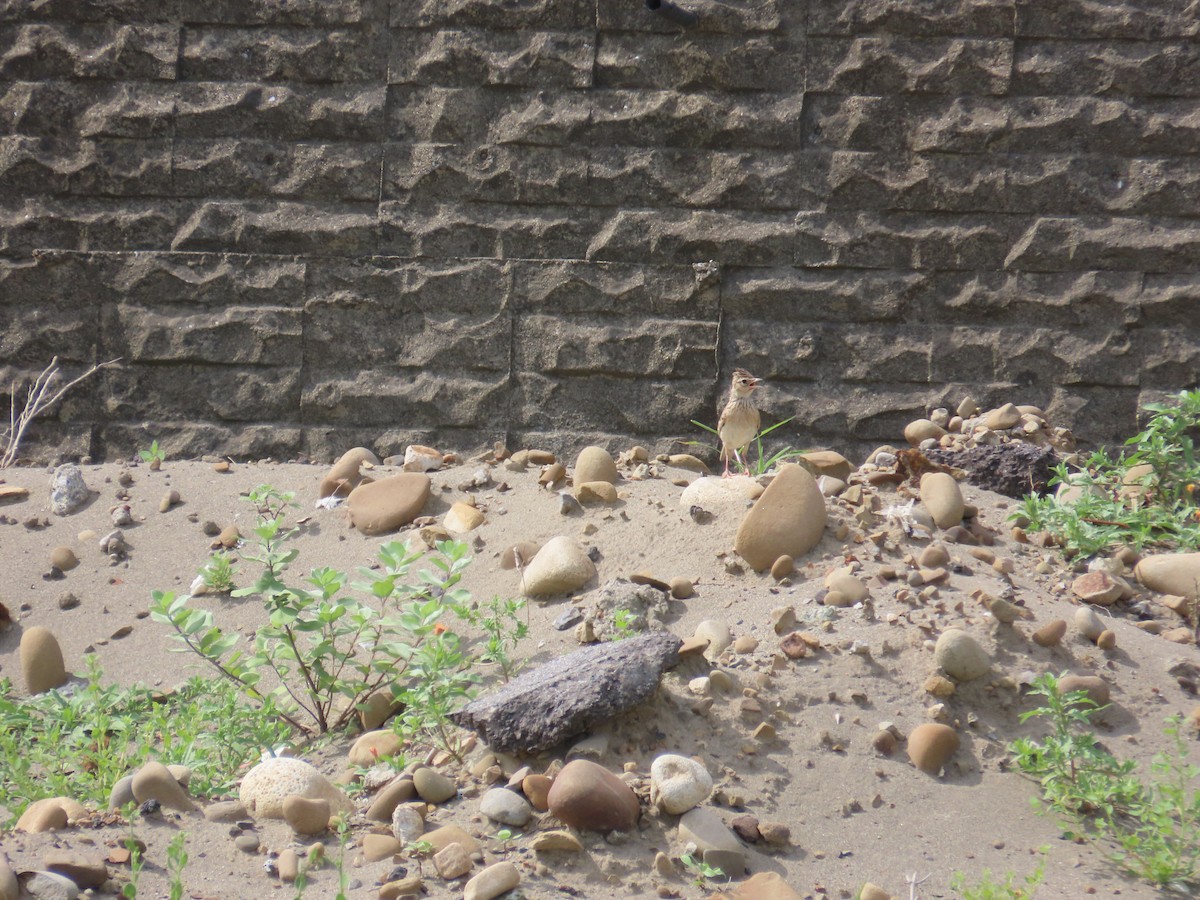 Oriental Skylark - ML638061064