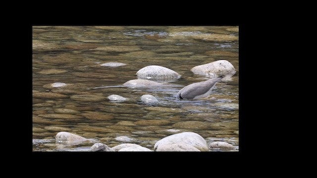 Ibisbill - ML638061083