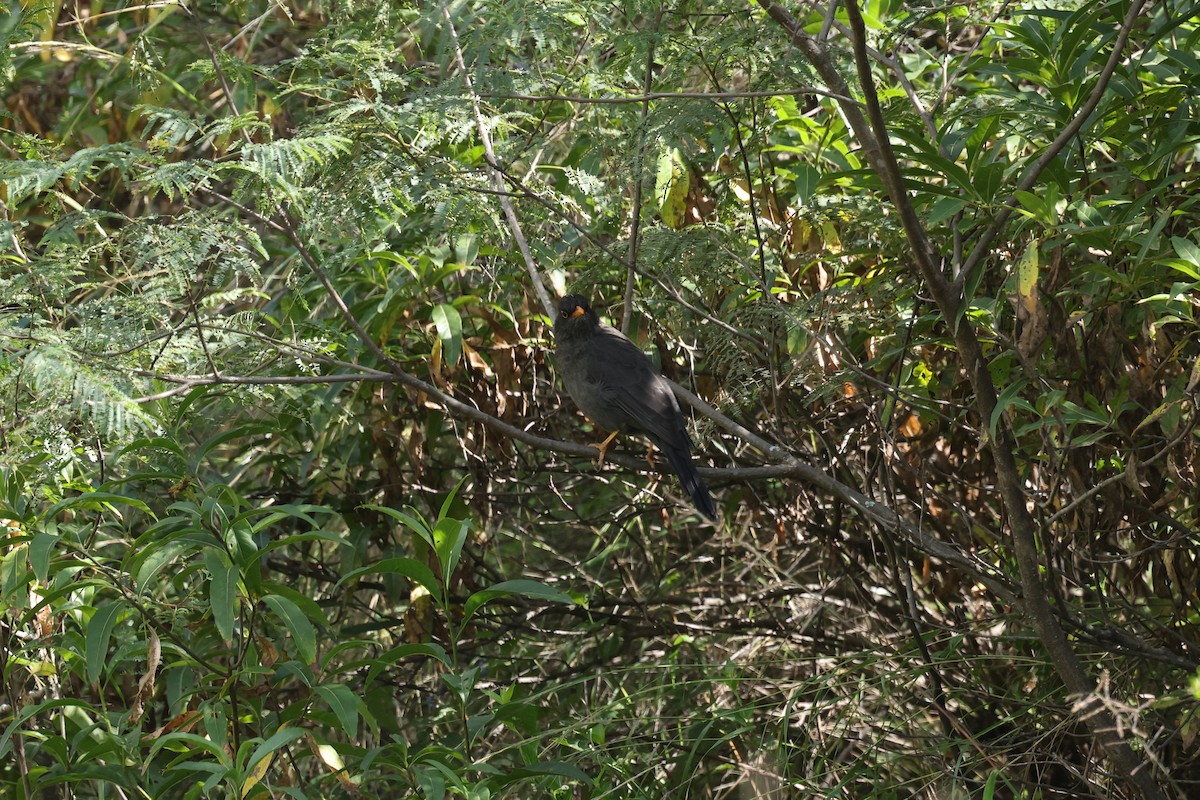 Chiguanco Thrush - ML638061104