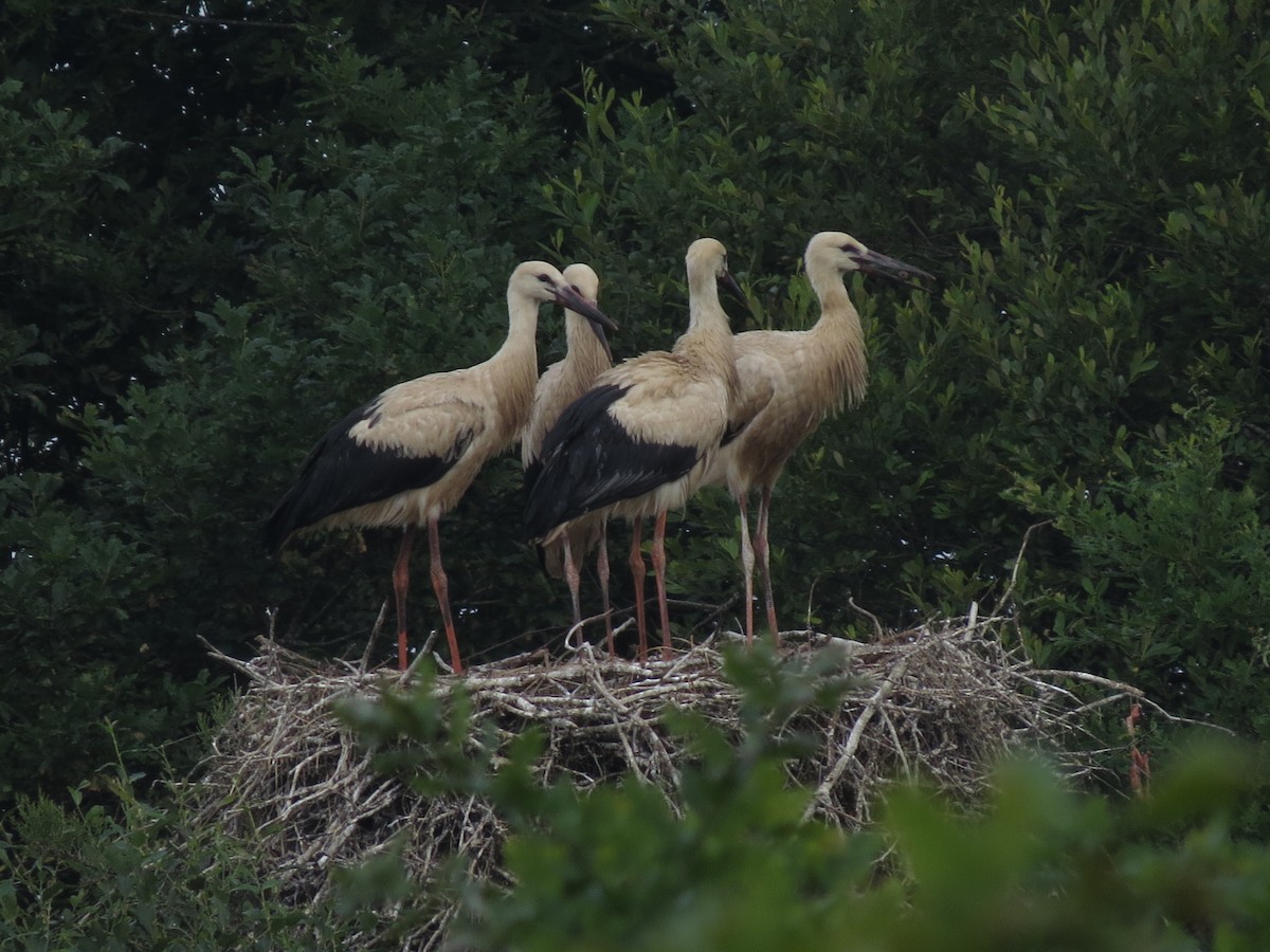 White Stork - ML638061110