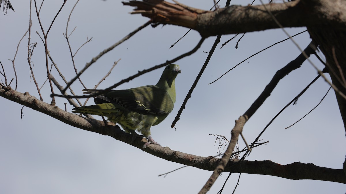 Whistling Green-Pigeon - ML638061111