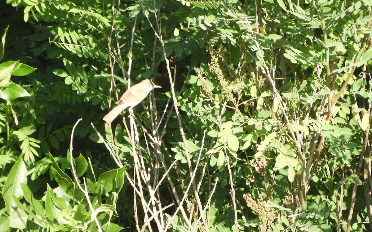 Eastern Olivaceous Warbler - ML638061151