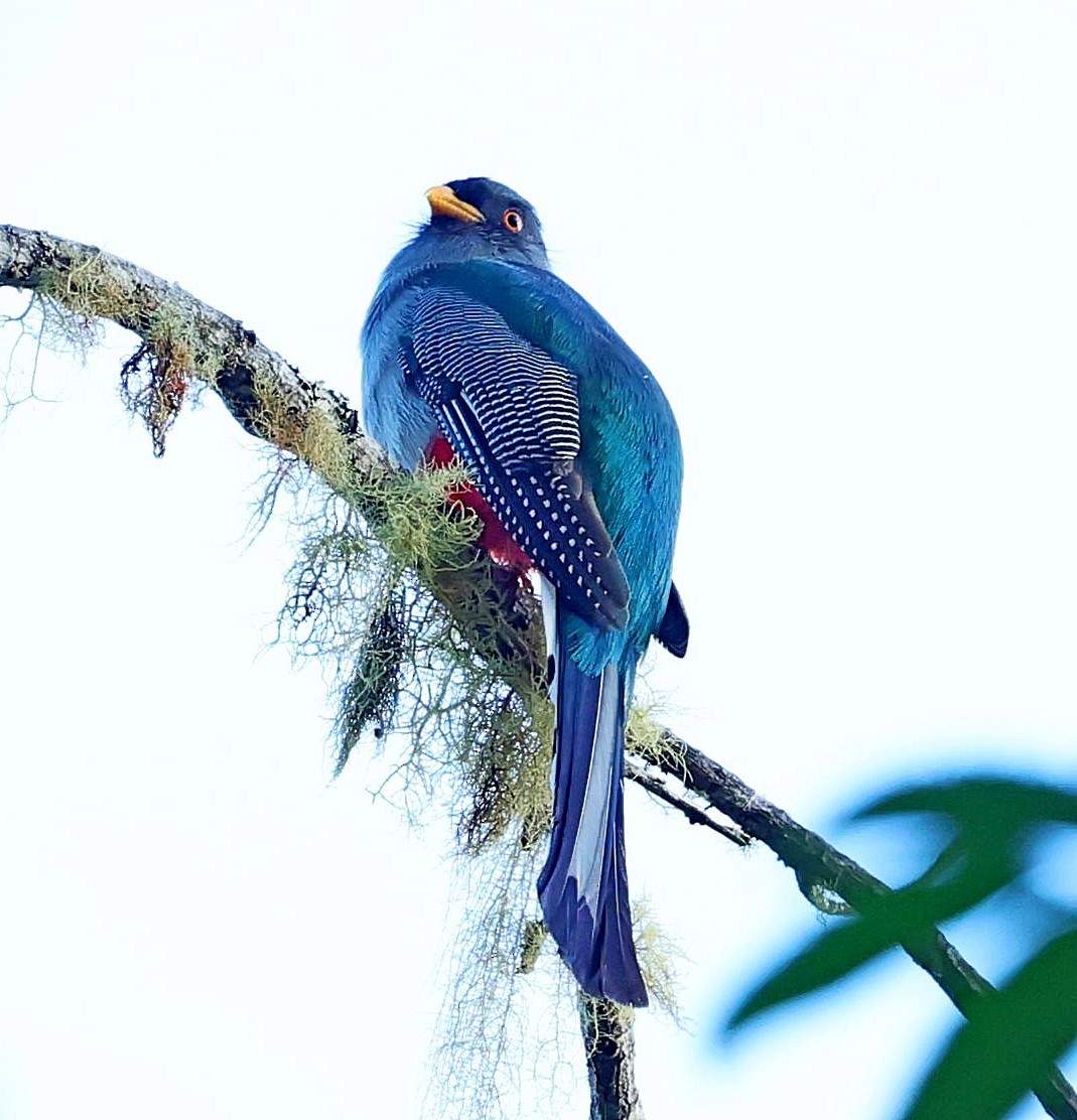 Hispaniolan Trogon - ML638061187