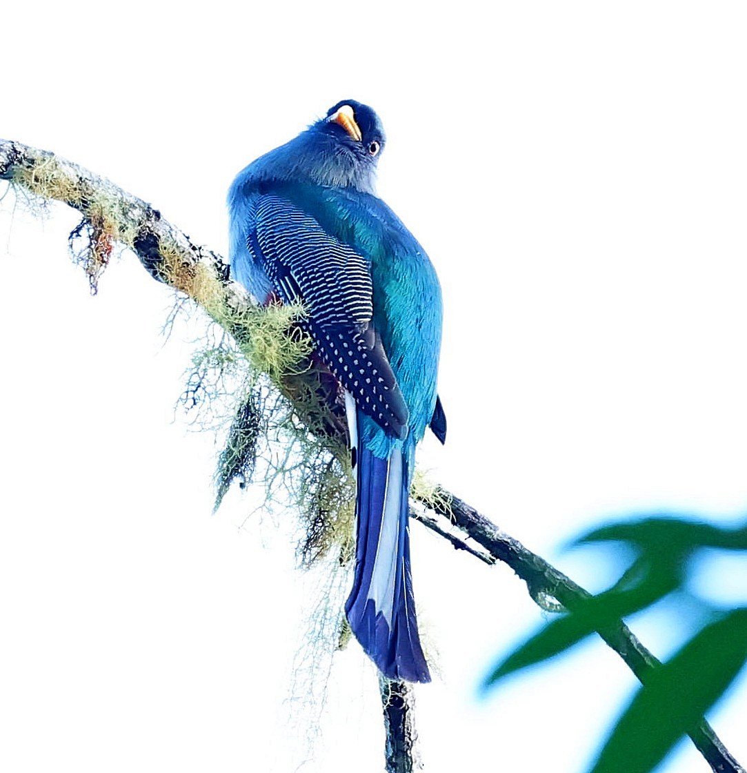 Hispaniolan Trogon - ML638061188