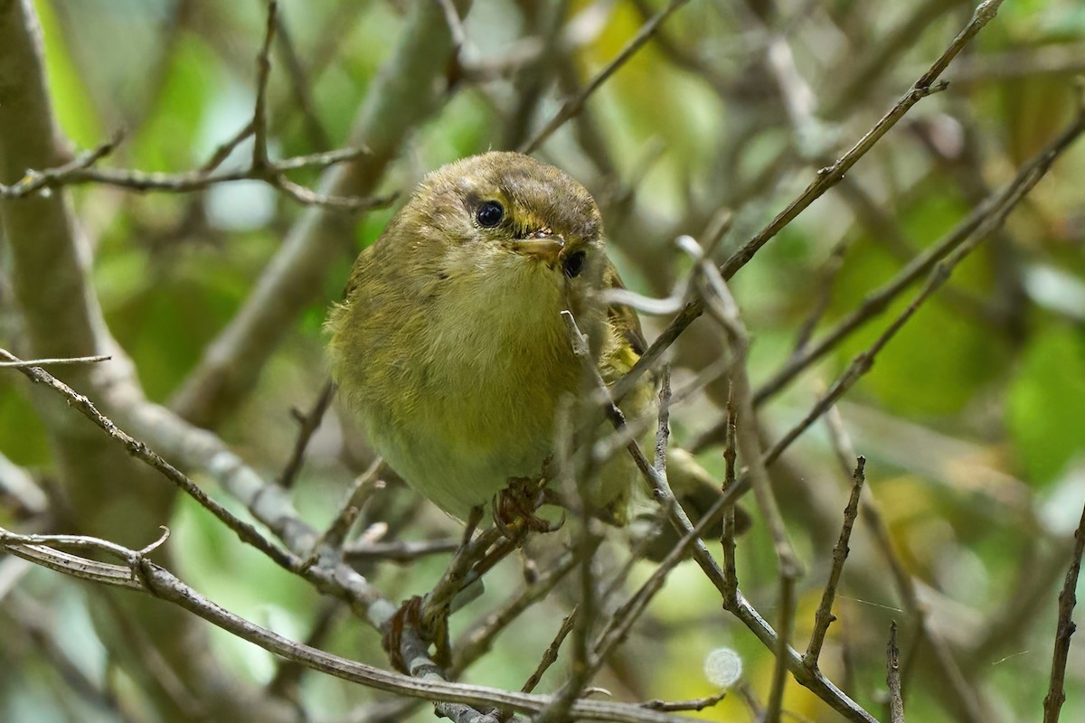 Iberian Chiffchaff - ML638061204