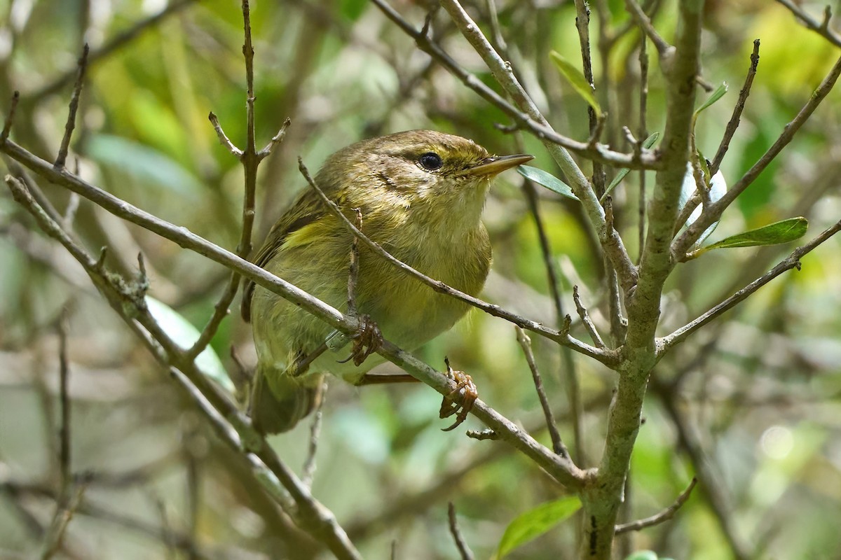 Iberian Chiffchaff - ML638061205