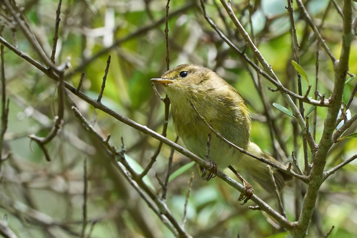 Iberian Chiffchaff - ML638061206
