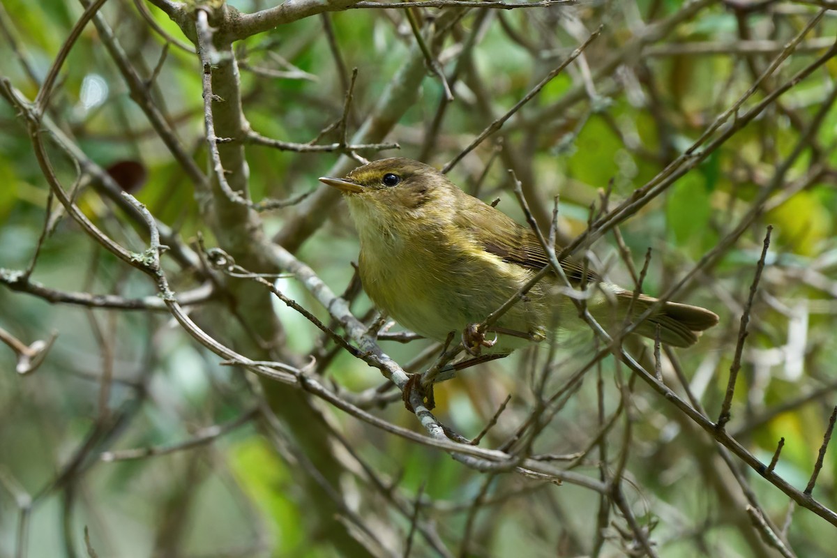 Iberian Chiffchaff - ML638061207