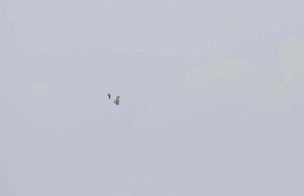 Golden Eagle - ML638061212