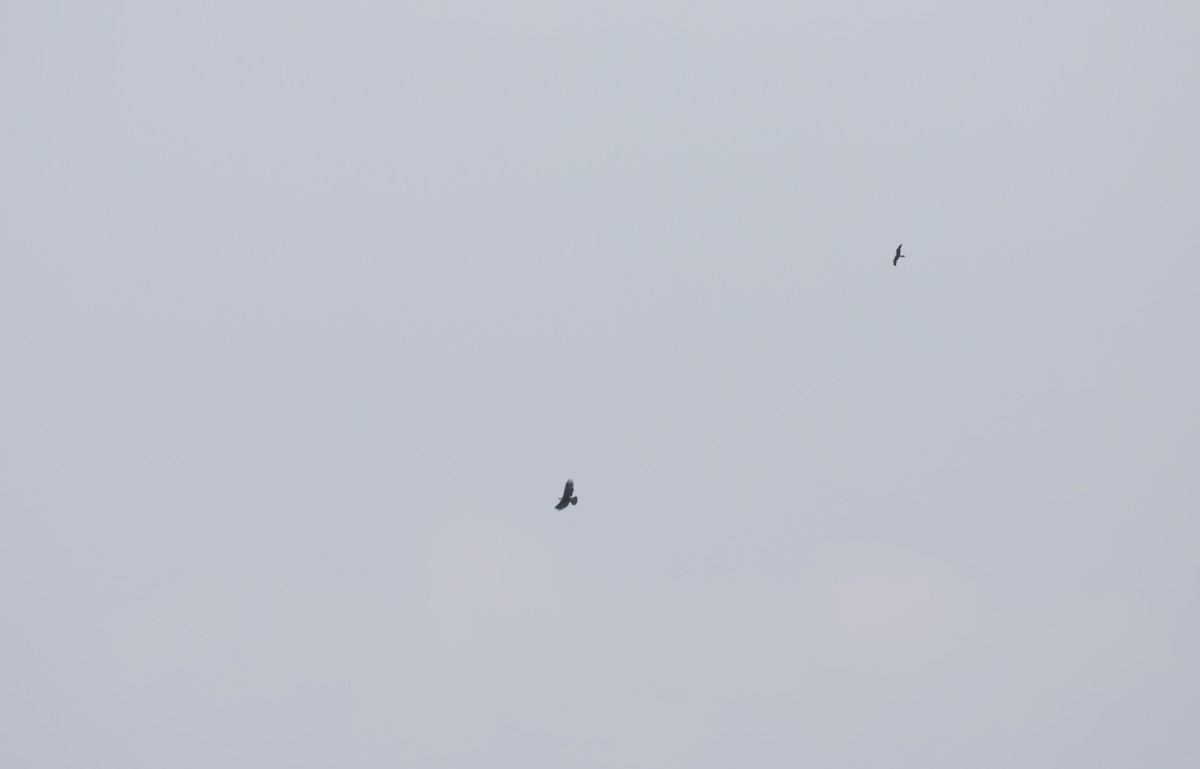 Golden Eagle - ML638061213