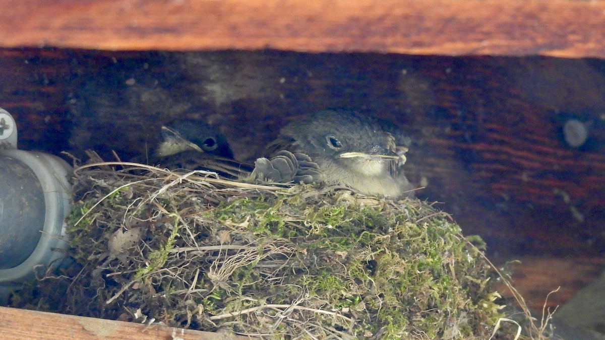 Eastern Phoebe - ML638061224