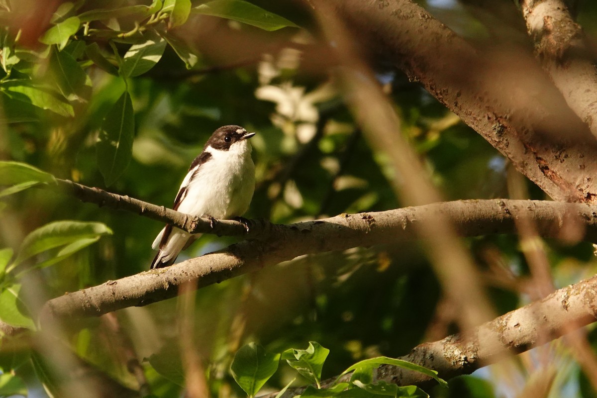 Semicollared Flycatcher - ML638061231