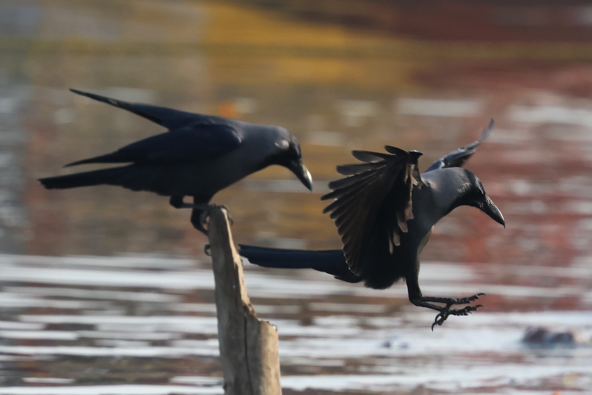 家烏鴉 - ML638061237