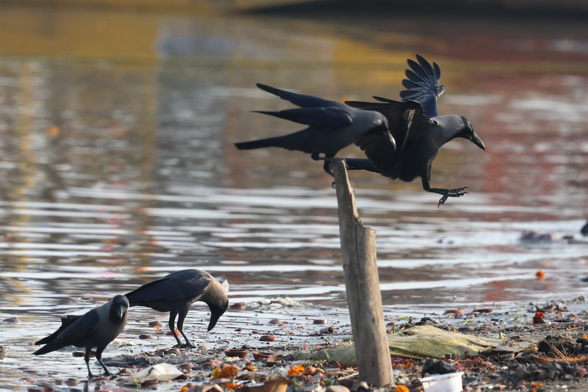 家烏鴉 - ML638061238