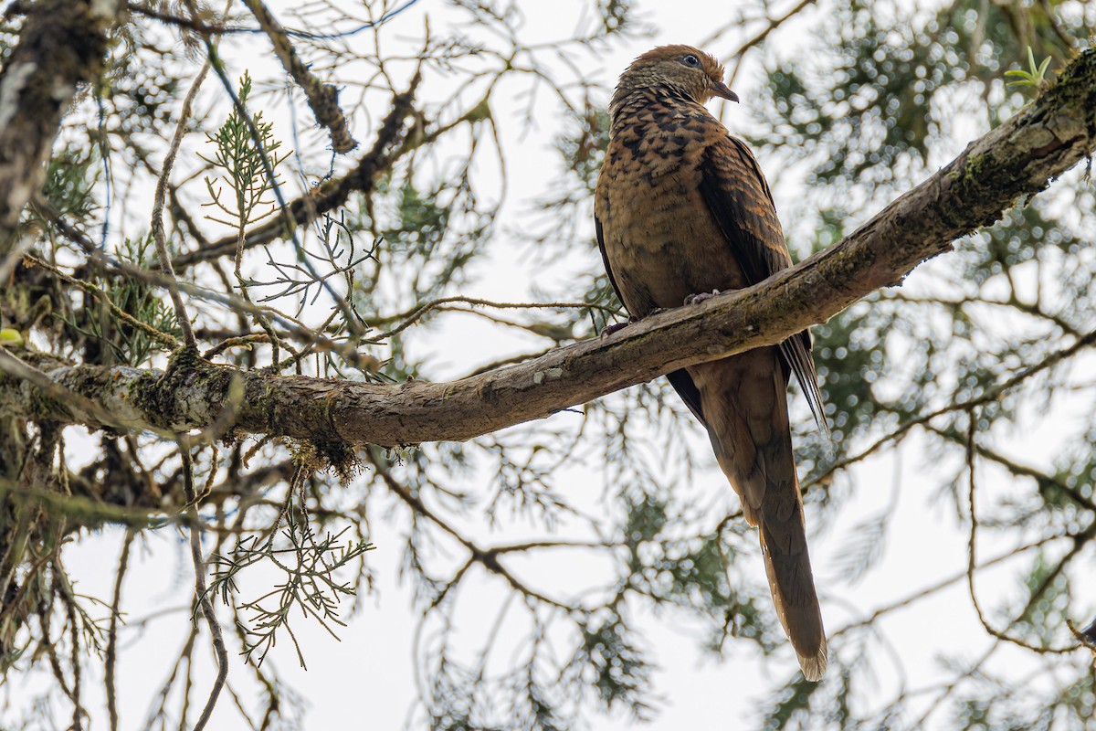 Little Cuckoo-Dove - ML638061245