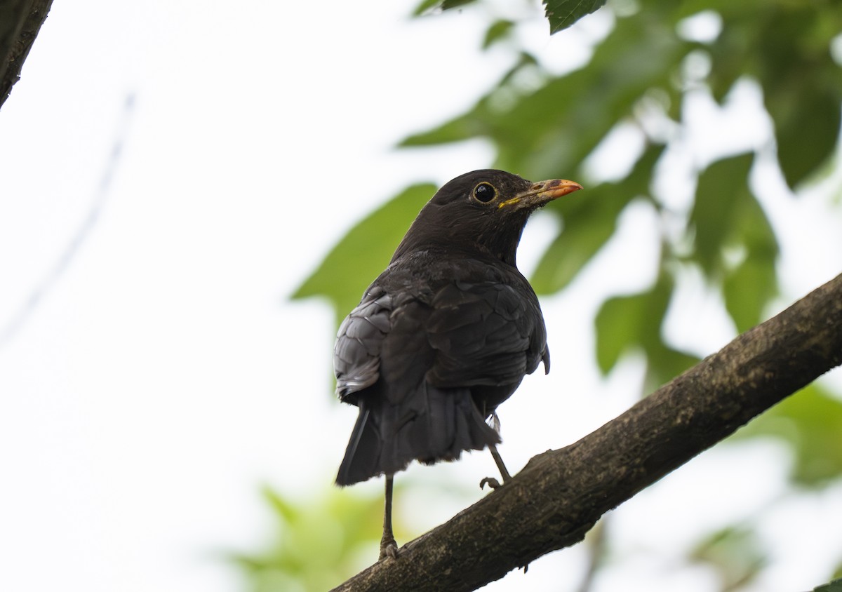 Chinese Blackbird - ML638061255