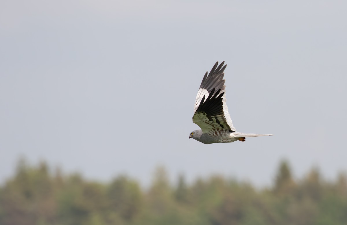 Montagu's Harrier - ML638061260