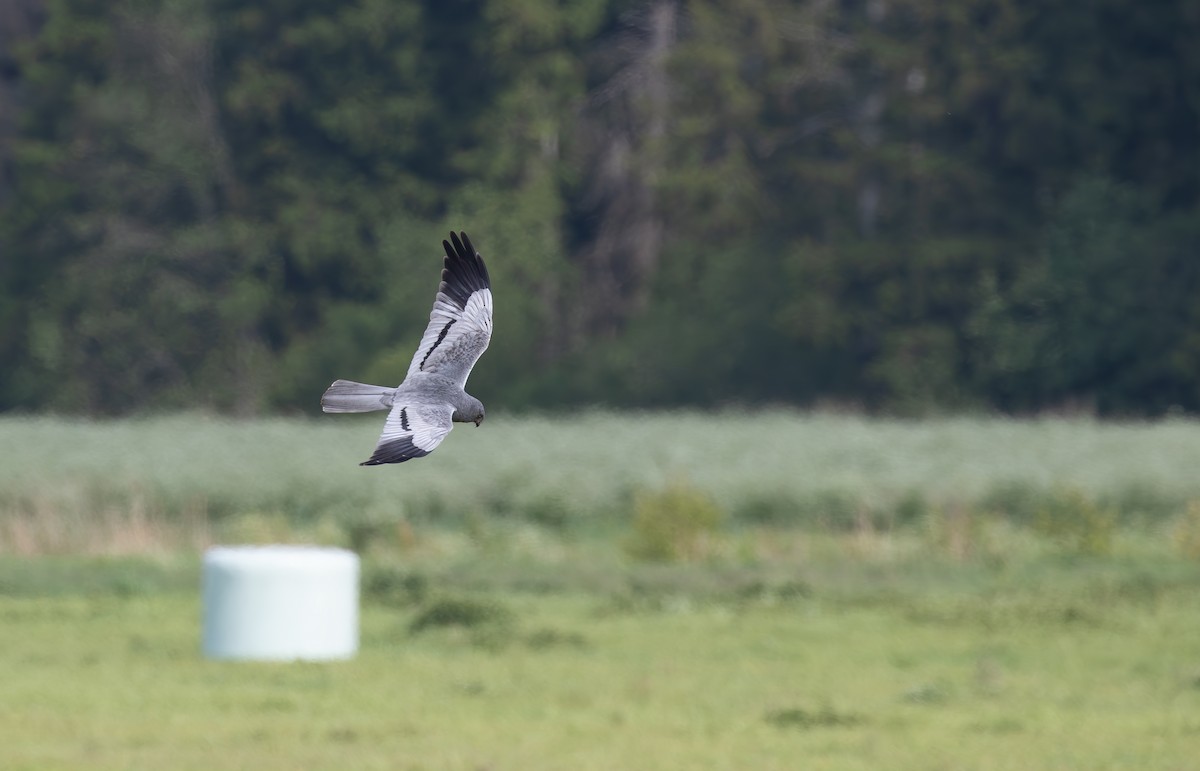 Montagu's Harrier - ML638061261