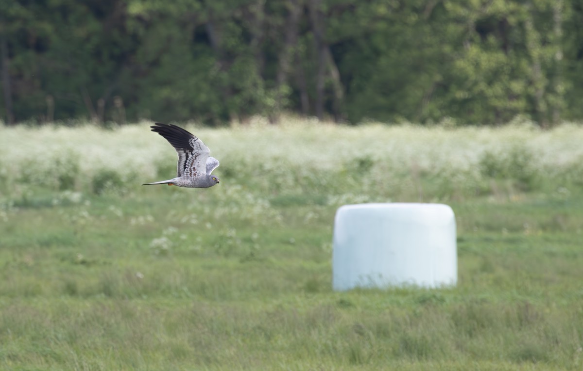 Montagu's Harrier - ML638061262