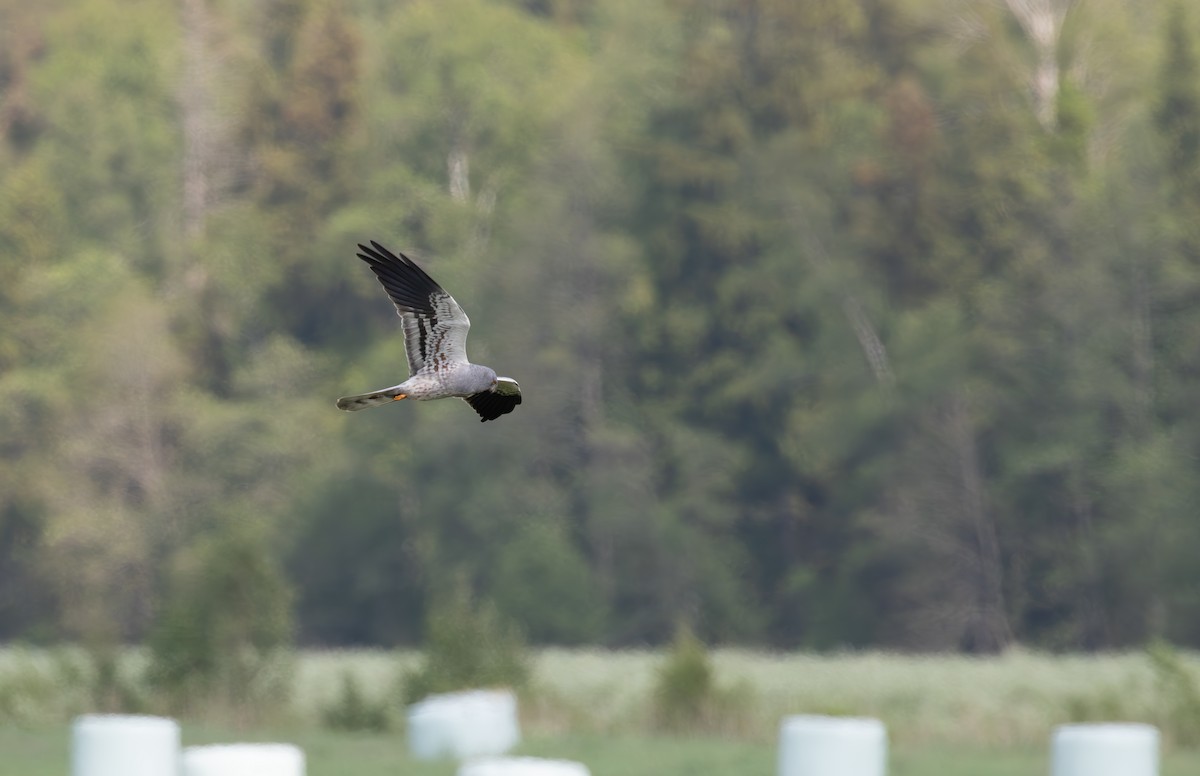 Montagu's Harrier - ML638061263