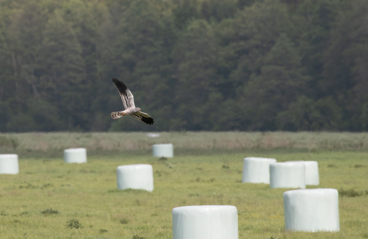 Montagu's Harrier - ML638061264
