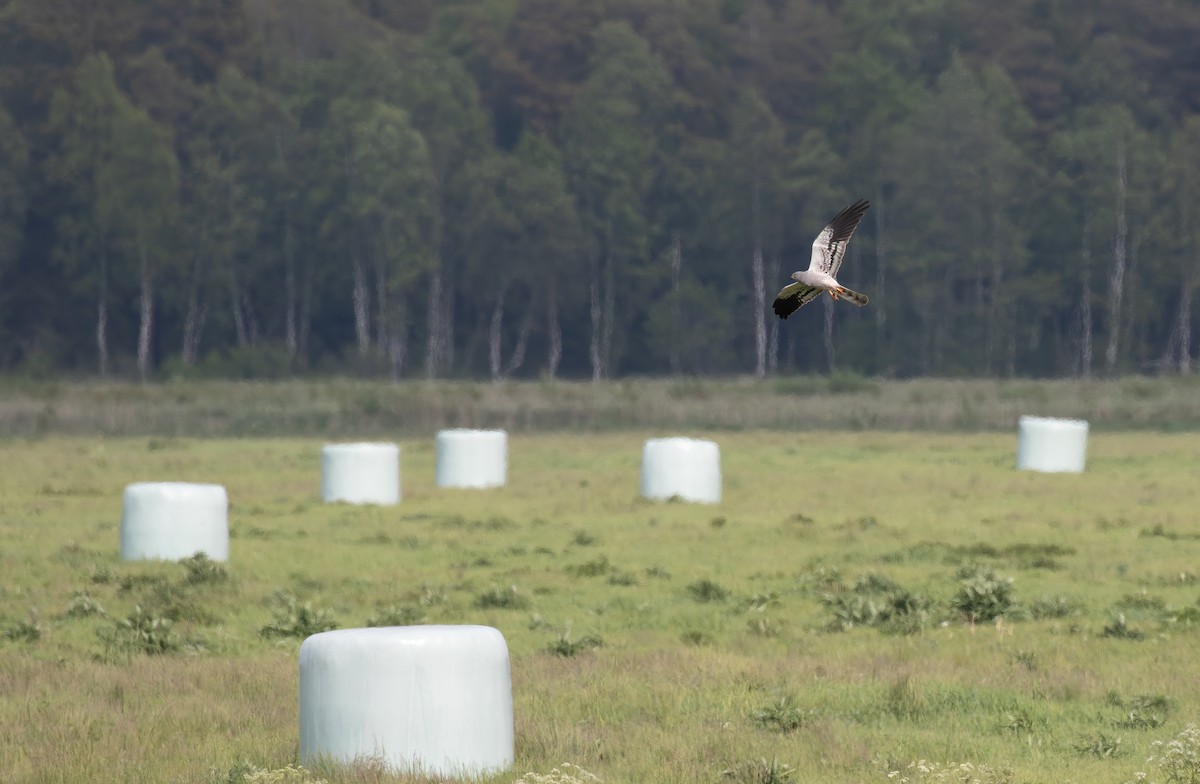 Montagu's Harrier - ML638061266