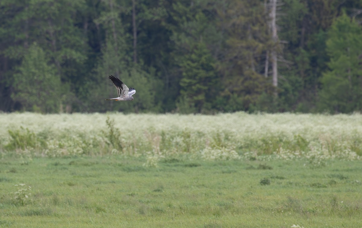Montagu's Harrier - ML638061267