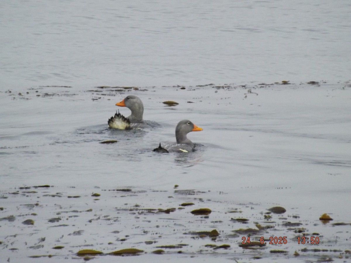 Flightless Steamer-Duck - ML638061279