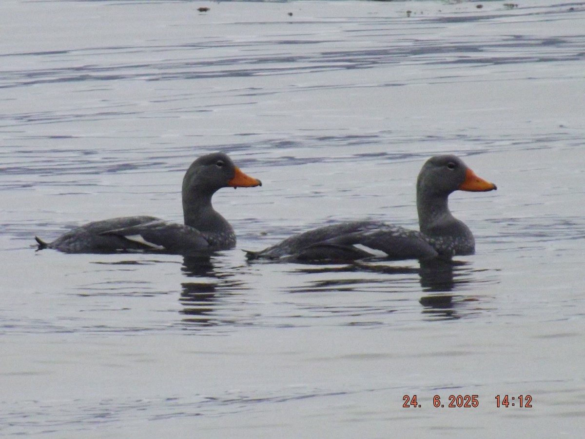 Flightless Steamer-Duck - ML638061281