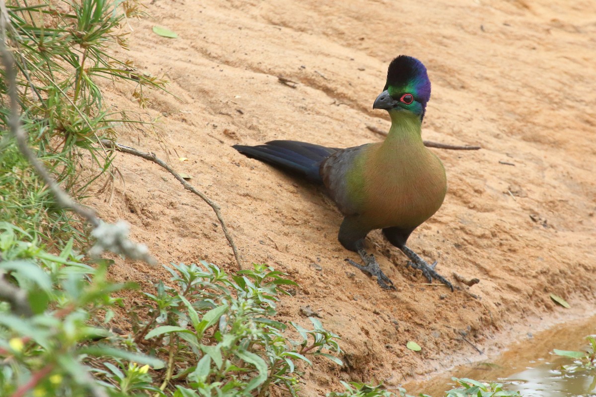 Purple-crested Turaco - ML638061294