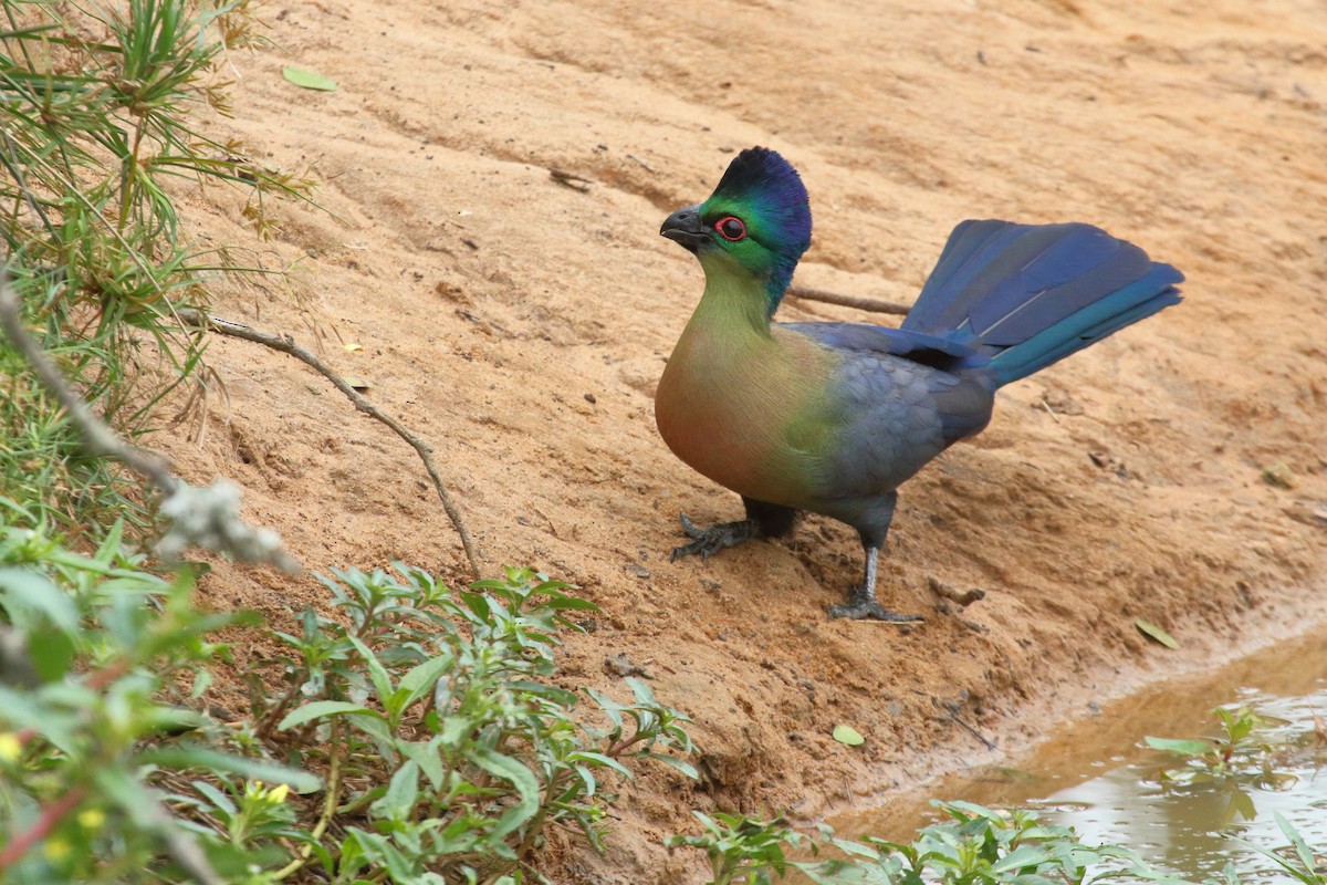 Purple-crested Turaco - ML638061295