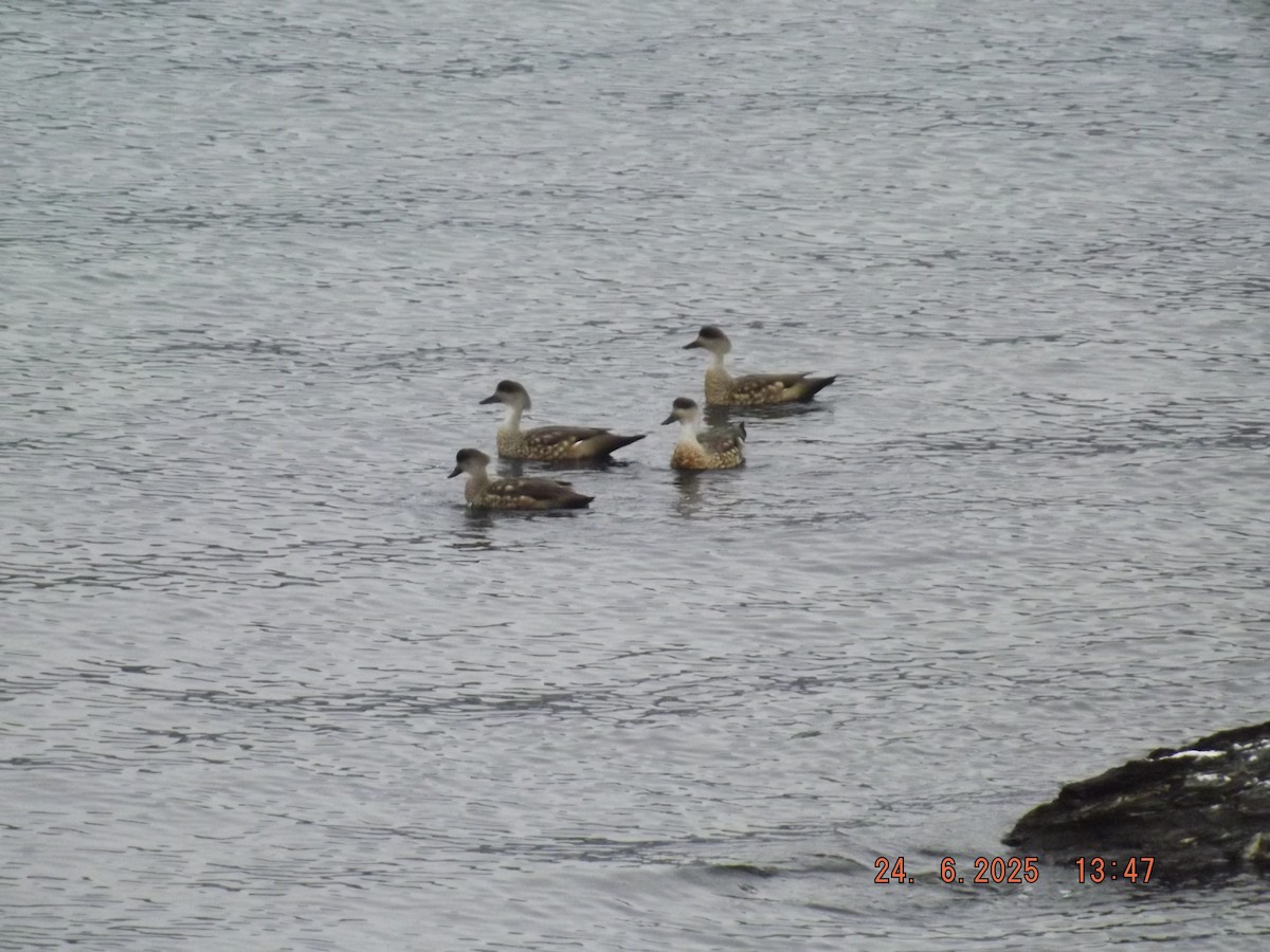 Crested Duck - ML638061298
