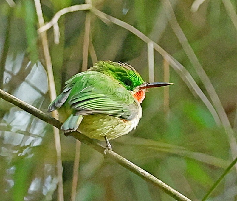 Narrow-billed Tody - ML638061305