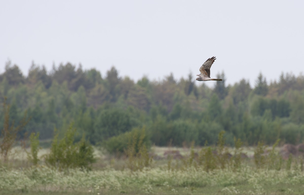 Montagu's Harrier - ML638061311
