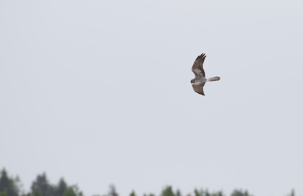 Montagu's Harrier - ML638061312